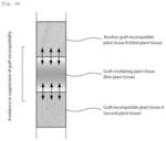 Grafted plant body and method for producing same