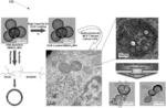 Biodegradable hollow nanoparticles and methods and apparatus for manufacturing the same