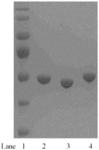 Antibody-drug conjugates