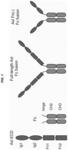 Modified AXL peptides and their use in inhibition of AXL signaling in anti-metastatic therapy