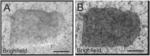 STEM CELL-DERIVED CELL CULTURES, STEM CELL-DERIVED THREE DIMENSIONAL TISSUE PRODUCTS, AND METHODS OF MAKING AND USING THE SAME