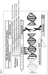 Protein having nuclease activity, fusion proteins and uses thereof