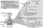 COMPOSITIONS AND METHODS FOR SEQUESTERING VIRUSES