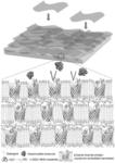 Method for biological or biomimetic channel-based membrane fabrications using layer-by-layer structure