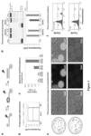 Highly sensitive optical sensor for polymerase screening