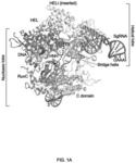 CRISPR-Cas systems, crystal structure and uses thereof