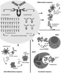 ENGINEERED AND FULLY-FUNCTIONAL CUSTOMIZED GLYCOPROTEINS