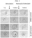 RAPID QUANTITATIVE ASSAY TO MEASURE CFTR FUNCTION IN A PRIMARY INTESTINAL CULTURE MODEL