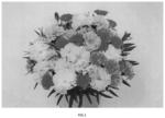 Dianthus plant named ‘KLEDP20383’