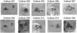 METHODS OF REGENERATING AND TRANSFORMING CANNABIS