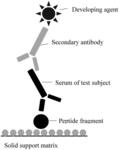 Rheumatoid arthritis auto-antibody-bound peptide and application thereof