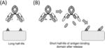 Antigen-binding domain, and polypeptide including conveying section