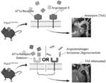 INHIBITING ANGIOTENSINOGEN TO ATTENUATE AORTIC PATHOLOGY IN MARFAN SYNDROME