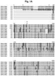 INSECTICIDAL PROTEINS FROM PLANTS AND METHODS FOR THEIR USE