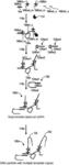 GENERATING NUCLEIC ACIDS WITH MODIFIED BASES USING RECOMBINANT TERMINAL DEOXYNUCLEOTIDYL TRANSFERASE