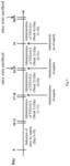 Bioactive fraction of Anisomeles indica TSYI-813 for treating or improving gastric ulcer, its preparation method and use thereof