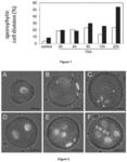 HAPLOID EMBRYOGENESIS