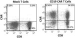 OXABICYCLOHEPTANES FOR ENHANCING CAR T CELL FUNCTION