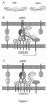 INHIBITORS OF T-CELL ACTIVATION