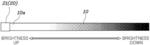 SEQUENTIAL LIGHTING SYSTEM AND CONTROL METHOD THEREOF