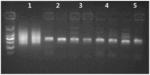 ANTI-TAQ DNA POLYMERASE ANTIBODY AND USE THEREOF