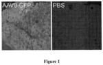 Delivery of polynucleotides using recombinant AAV9