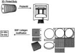 BONE SIALOPROTEIN FUNCTIONALIZED MATERIALS FOR DIRECTED BONE REGENERATION