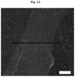 Graphene-Biomolecule Bioelectronic Devices