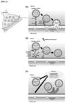 Composition comprising erigeron annuus flower essential oil for prevention and treatment of neuromuscular disease