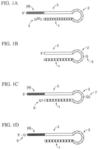 Compositions, methods, and kits for amplifying nucleic acids