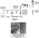 FOETAL MESENCHYMAL STEM CELL COMPOSITION OF ALLOGENIC ORGIN, TREATMENT METHOD AND USE THEREOF IN MASTITIS IN MILK-PRODUCING ANIMALS, INCLUDING CATTLE