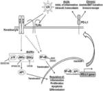 A METHOD OF DETERMINING RISK FOR SKIN CANCER DEVELOPMENT AND SKIN CANCER THERAPEUTIC PREVENTION BY MEASURING PD-1/PD-L1 SIGNALING PATHWAY MEMBERS