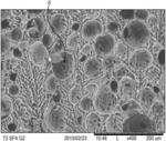 Freeze-dried coffee powder and a method for the manufacture thereof