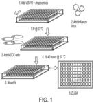 Compositions and methods for treating and preventing influenza