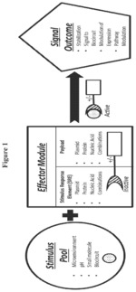 PDE5 compositions and methods for immunotherapy