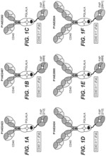 Bispecific antigen binding molecules comprising anti-FAP clone 212