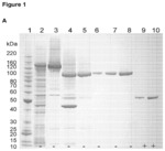 Fusion proteins comprising a non-cytotoxic protease, a translocation domain, and a targeting moiety that binds a galanin receptor and methods for treating, preventing or ameliorating pain using such fusion proteins