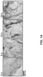 Detection of misfolded tau protein