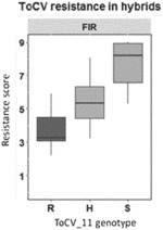 TOMATO PLANTS WITH IMPROVED DISEASE RESISTANCE