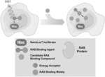 TARGET ENGAGEMENT ASSAY FOR RAS PROTEINS