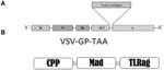 Heterologous Prime Boost Vaccine