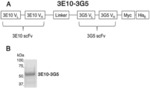 Targeting Intracellular Target-Binding Determinants with Intracellular Antibodies