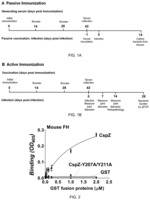 Composition and method for generating immunity to Borrelia burgdorferi