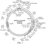 Cpf1 complexes with reduced indel activity