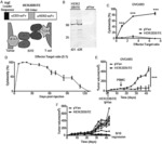 DNA-ENCODED BISPECIFIC T-CELL ENGAGERS TARGETING CANCER ANTIGENS AND METHODS OF USE IN CANCER THERAPUTICS