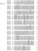 MODIFIED GLUCOSE DEHYDROGENASE