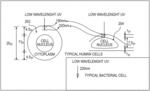 Apparatus, method and system for selectively affecting and/or killing a virus