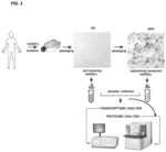 Compositions and methods for the quality control of stem cell preparations