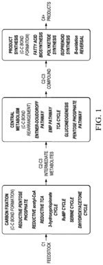 BIOSYNTHESIS OF PRODUCTS FROM 1-CARBON COMPOUNDS