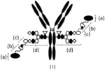 ANTIBODY-PYRROLOBENZODIAZEPINE DERIVATIVE CONJUGATE